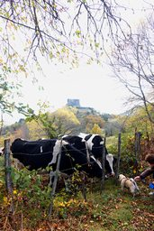 Cows And Me